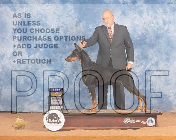 Doberman Pinscher #7 Sat BOB Judge Cledith WakefieldMMJ_9819_NRKC2022_HR3