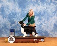English Springer #9 Sat G1 Judge Gloria Kerr