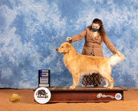 Golden Retriever #33 Sat WD Judge Carol Jean Nelson