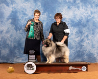 Keeshond #6 Sat OHG3 Judge Marcia Galiga