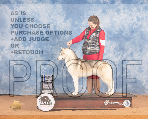 Siberian Husky #19 Sat BOWWD Judge Cledith WakefieldMMJ_9913_NRKC2022_HR3