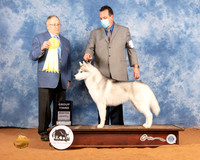 Siberian Husky #7 Sat G3 Judge Don Gill