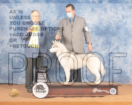 Siberian Husky #7 Sat G3 Judge Don GillMMJ_9788_NRKC2022_HR3