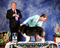 Collie Rough #22 Sun BOW Maj Neeley Kelly & Caitlin Neeley Judge M Van Tassell