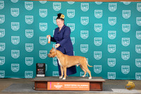 American Pitbull Terrier #222 Sat DASH NT