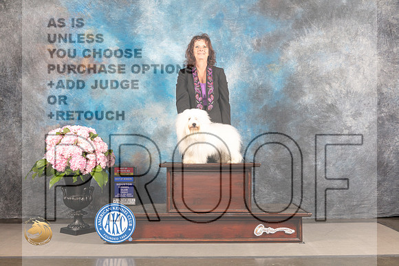 Coton de Tulear #5 FRI BOP BOW NCH Major Judge Jeffery Bazell_MJ_4971_Houston_2022_HR3