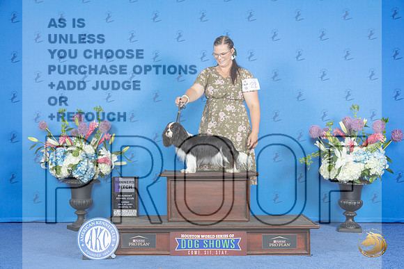 Cavalier King Charles Spaniel #20 SUN WB Judge Wood Wornall__JP_0448_Houston_2024_HR3