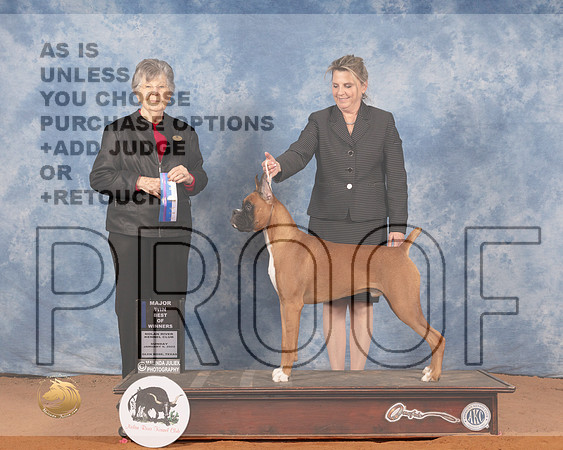 Boxer #37 Sun BOW Judge Doris CozartMMJ_0227_NRKC2022_HR3