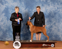 Boxer #37 Sun BOW Judge Doris Cozart