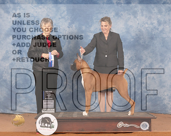 Boxer #37 Sun BOW Judge Doris CozartMMJ_0225_NRKC2022_HR3