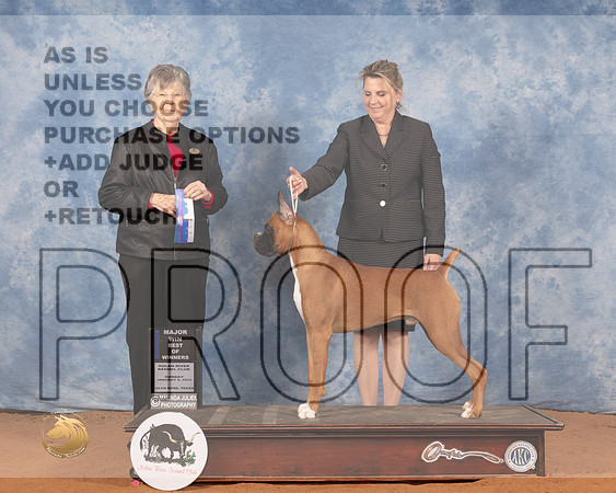 Boxer #37 Sun BOW Judge Doris CozartMMJ_0226_NRKC2022_HR3