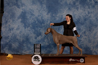 Weimaraner #9 Sun SD Judge Daniel Dowling