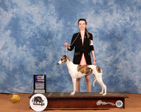 Whippet #14 Sun WB Judge Michael Canalizo