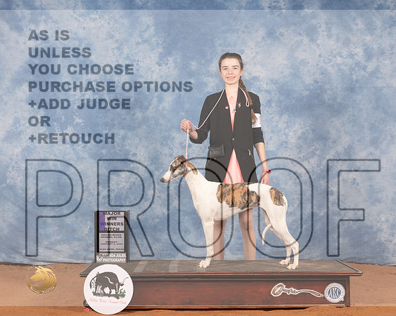 Whippet #14 Sun WB Judge Michael CanalizoMMJ_0240_NRKC2022_HR3