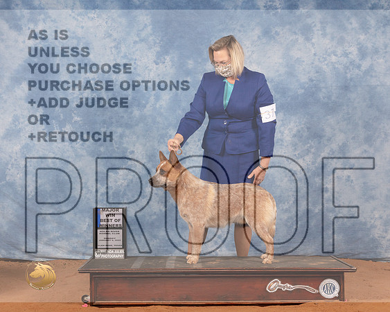 Australian Cattle Dog #37 Sun BOW Judge Linda ClarkMMJ_0179_NRKC2022_HR3