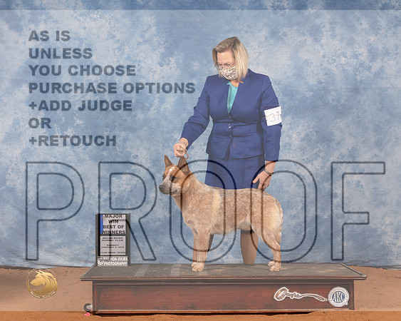 Australian Cattle Dog #37 Sun BOW Judge Linda ClarkMMJ_0181_NRKC2022_HR3