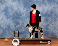 Australian Shepherd #25 Sun PBOB Judge Joy Bass
