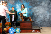 Dachshund Longhaired #6 G4 Judge Del Richards