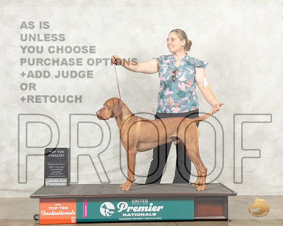 Vizsla #647 Thur T10F Judge Pam Perdue__MJ_7413_Premier_2022_HR3