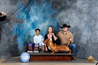 Basset Hound #7 Sat WDBOBOHBOB Judge Elizabeth Muthard