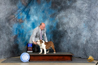Bulldog #19 Sat BOW Judge Denny Mounce