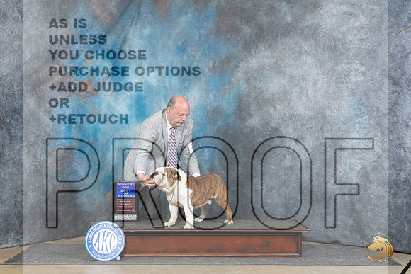 Bulldog #19 Sat BOW Judge Denny Mounce__JP_4653_Fayetteville2024_HR3