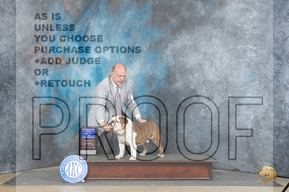 Bulldog #19 Sat BOW Judge Denny Mounce__JP_4657_Fayetteville2024_HR3