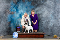 Bulldog #28 Sat BOBOHBOB Judge Denny Mounce