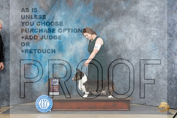 Cardigan Welsh Corgi #11 Sat BOBGCH Judge Carolyn Herbel__JP_4711_Fayetteville2024_HR3