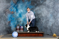 Cardigan Welsh Corgi #20 Sat WBCH JUdge Carolyn Herbel