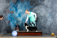 Cardigan Welsh Corgi #9 Sat WDBOWM Judge Carolyn Herbel