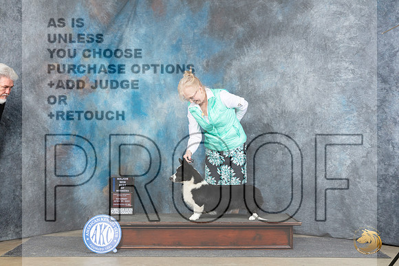 Cardigan Welsh Corgi #9 Sat WDBOWM Judge Carolyn Herbel__JP_4646_Fayetteville2024_HR3