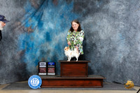 Chihuahua Long Coat #15 Sat BOWCH JUdge Benson