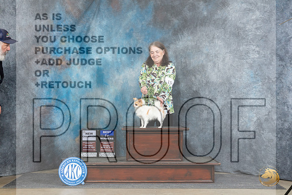 Chihuahua Long Coat #15 Sat BOWCH JUdge Benson__JP_4702_Fayetteville2024_HR3