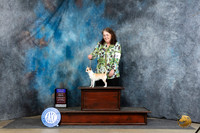 Chihuahua Sooth #14 Sat BOVOHBOB Judge Benson