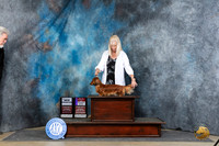 Dachshund Longhaired #14 Sat WBBOSCH Judge Carolyn Herbel