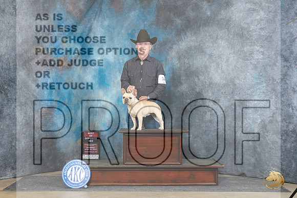 French Bulldog #34 Sat BOS Judge Denny Mounce__JP_4727_Fayetteville2024_HR3