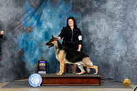 German Shepherd Dog #17 Thur BOB JUdge Charles Olvis