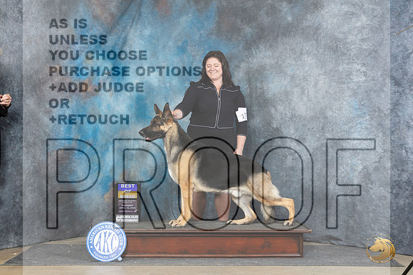 German Shepherd Dog #17 Thur BOB JUdge Charles Olvis__JP_4785_Fayetteville2024_HR3