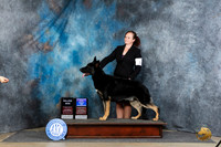 German Shepherd Dog #5 Sat WDBOWM Judge Carolyn Herbel