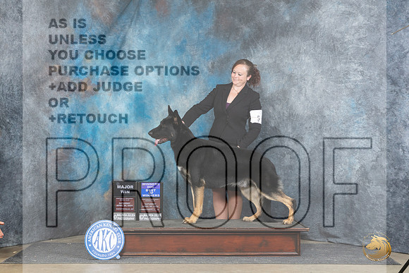 German Shepherd Dog #5 Sat WDBOWM Judge Carolyn Herbel__JP_4776_Fayetteville2024_HR3
