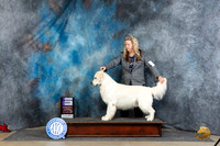 Golden Retriever #15 Sat WD Judge Linda Hurlebaus