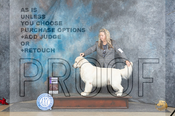 Golden Retriever #15 Sat WD Judge Linda Hurlebaus__JP_4741_Fayetteville2024_HR3