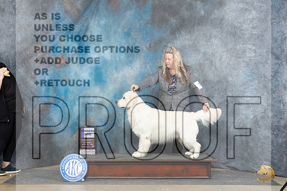 Golden Retriever #15 Sat WD Judge Linda Hurlebaus__JP_4743_Fayetteville2024_HR3