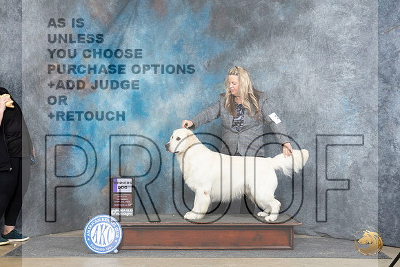 Golden Retriever #15 Sat WD Judge Linda Hurlebaus__JP_4745_Fayetteville2024_HR3