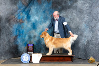 Golden Retriever #31 Sat BOBOHBOB Judge Linda Hurlebaus