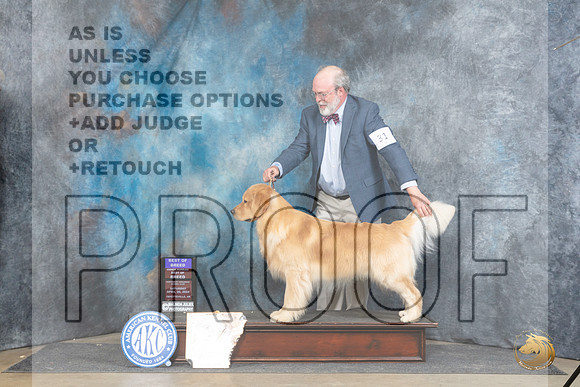 Golden Retriever #31 Sat BOBOHBOB Judge Linda Hurlebaus__JP_4760_Fayetteville2024_HR3