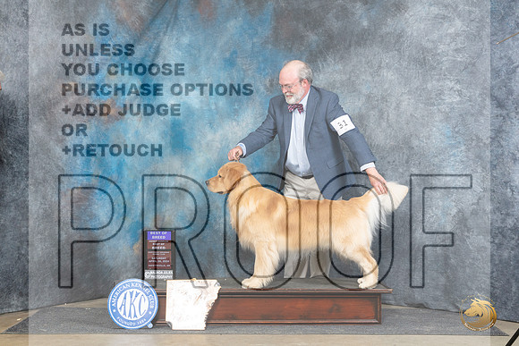 Golden Retriever #31 Sat BOBOHBOB Judge Linda Hurlebaus__JP_4762_Fayetteville2024_HR3