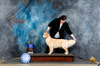 Golden Retriever #8 Sat BOW Judge Linda Hurlebaus