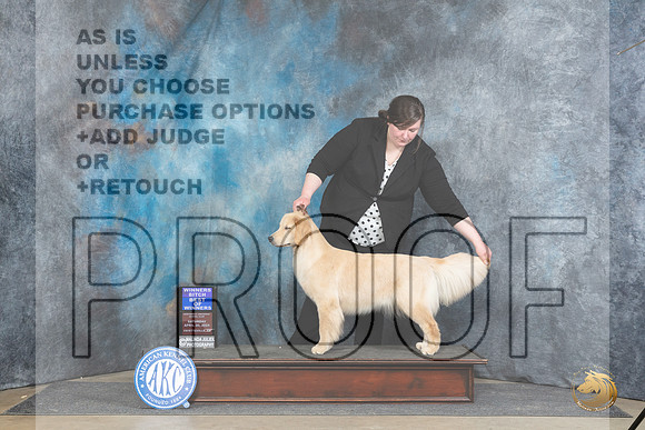 Golden Retriever #8 Sat BOW Judge Linda Hurlebaus__JP_4751_Fayetteville2024_HR3